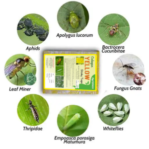 yellow sticky pad info ipm 1 Effective Control of Whiteflies: The Impact of Yellow Sticky Traps