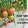 tomato crop temerature effect वाढत्या तापमानामुळे टोमॅटो उत्पादनावर काय परिणाम होतो?