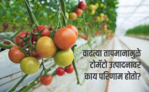 tomato crop temerature effect Home